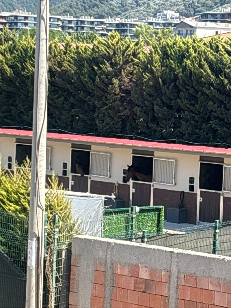 Binnenlandse paard — foto 5 van 17