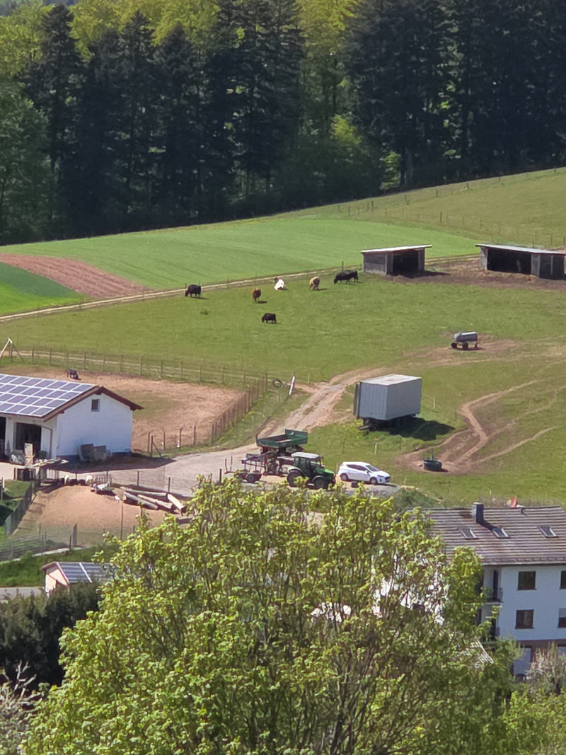 binnenlands vee — Bild 1