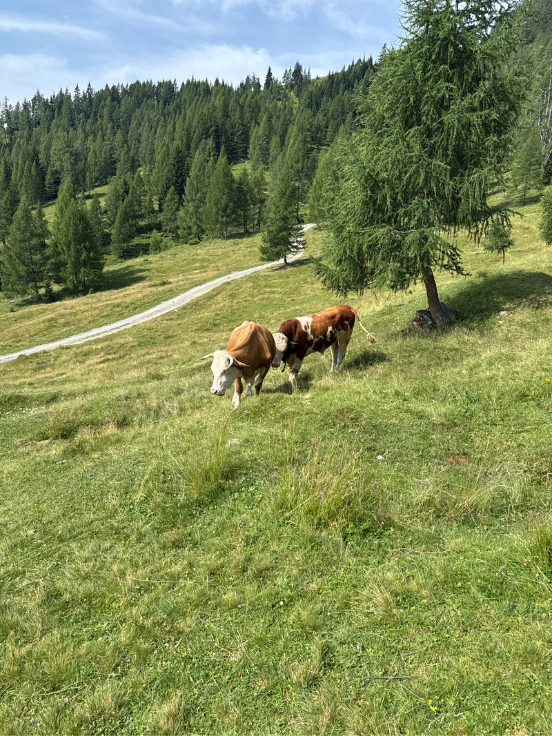 Twee runderen staan op een weide in een heuvelachtig boslandschap. De dieren bevinden zich in het heldere daglicht.