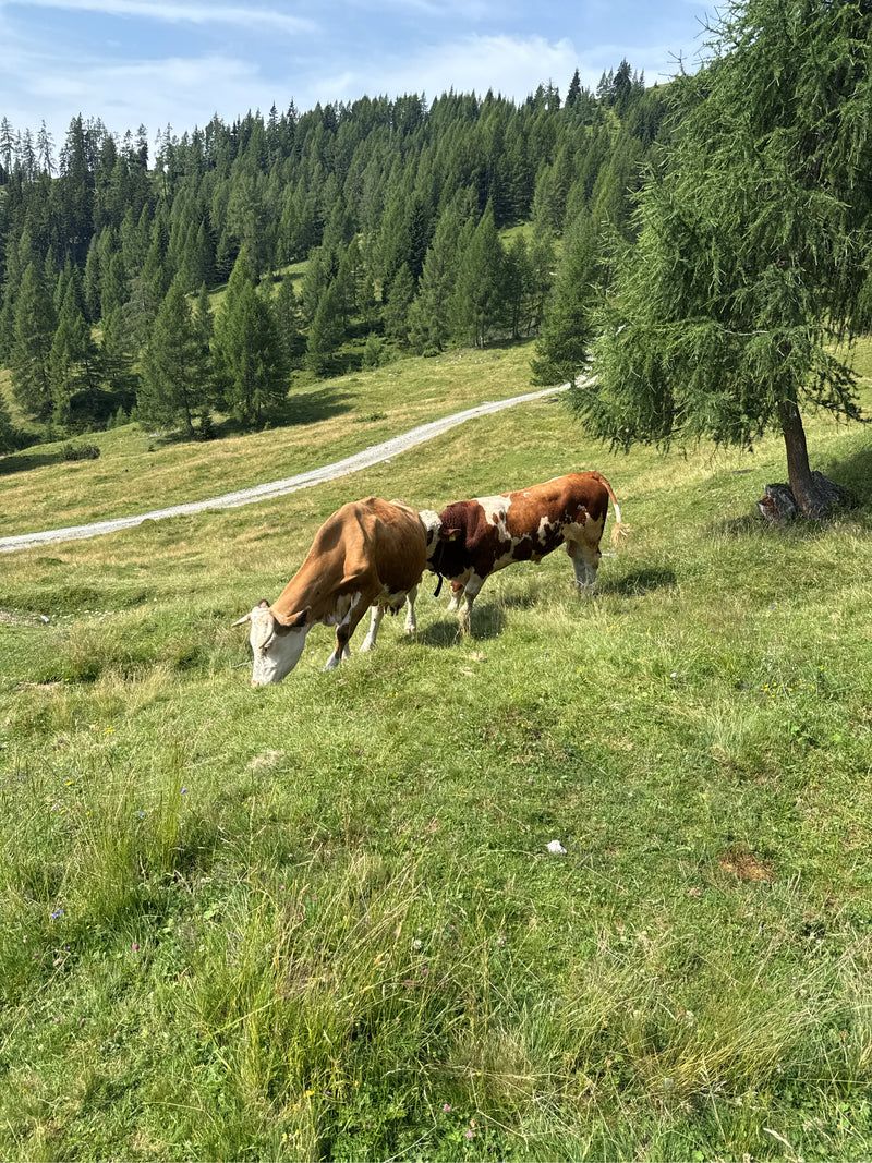 Twee runderen staan op een groene bergweide te grazen. Op de achtergrond strekt zich een bosrijke helling uit onder een heldere hemel.
