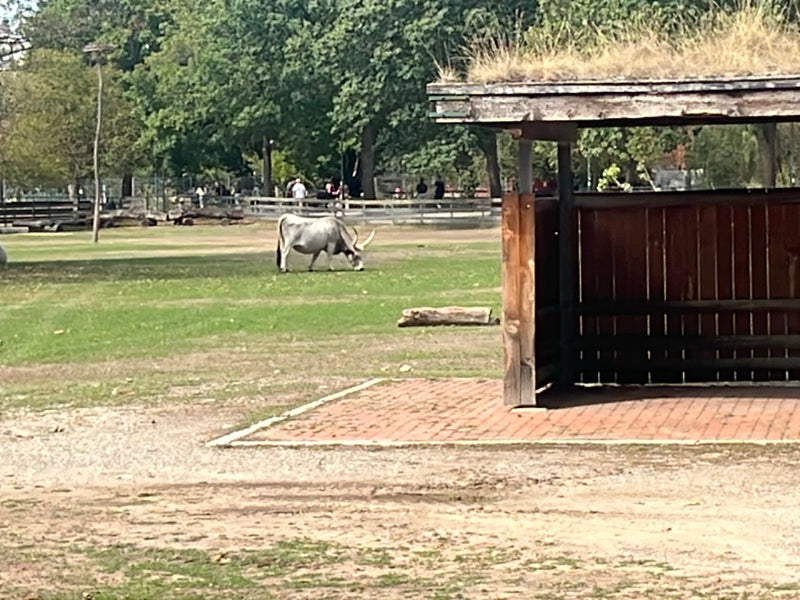 Een lichte koe met grote hoorns staat op een groene weide in een verblijf. Op de voorgrond staat een houten schuilplaats met een groen dak.