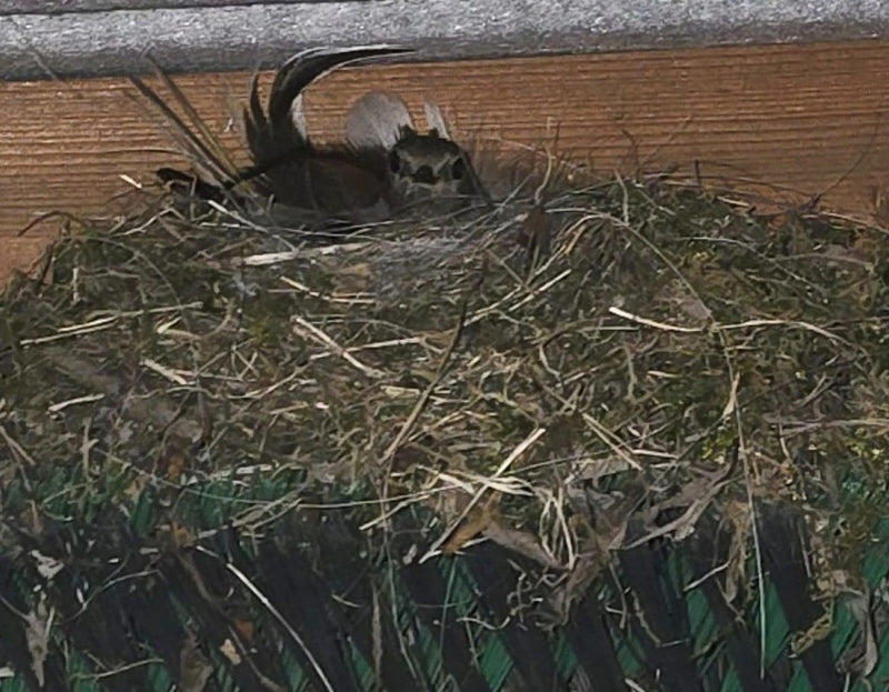 Zwarte roodstaart — foto 2 van 17