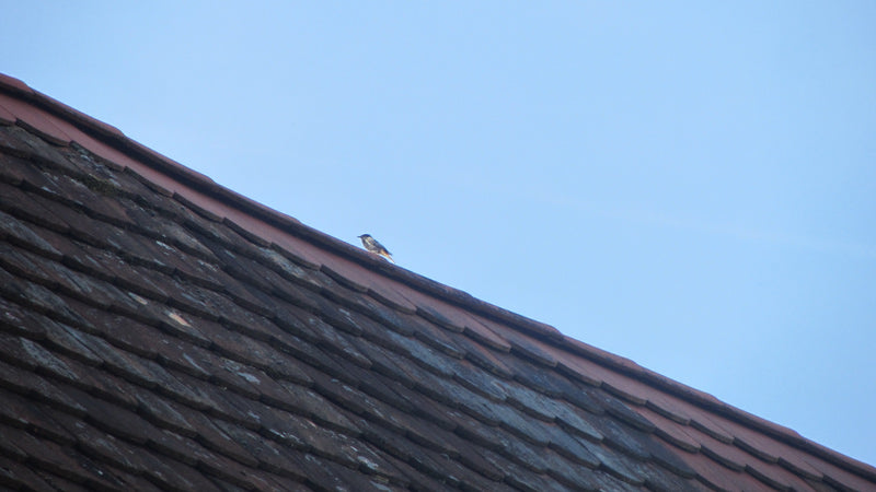 Zwarte roodstaart — Bild 3