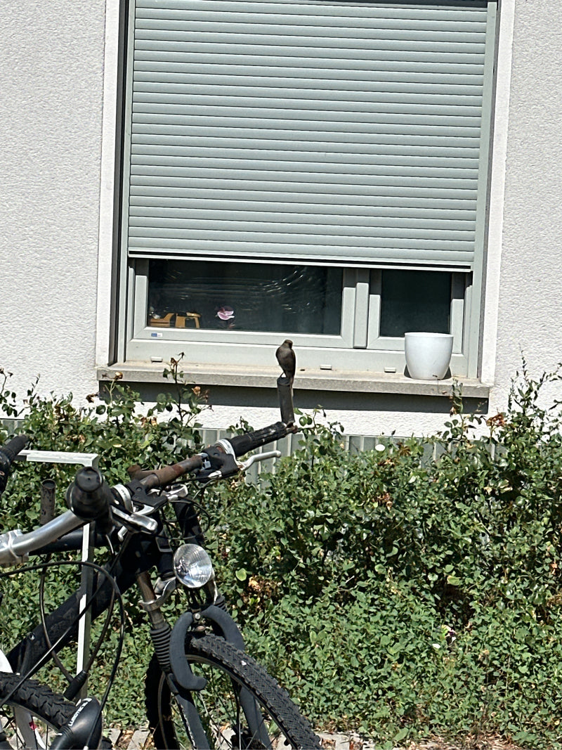 Zwarte roodstaart — foto 1 van 17