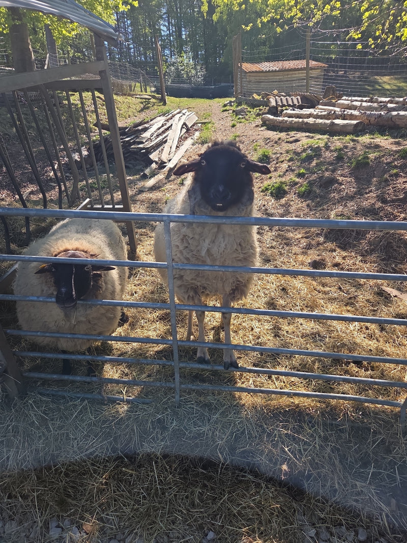 binnenlandse schapen — Bild 1
