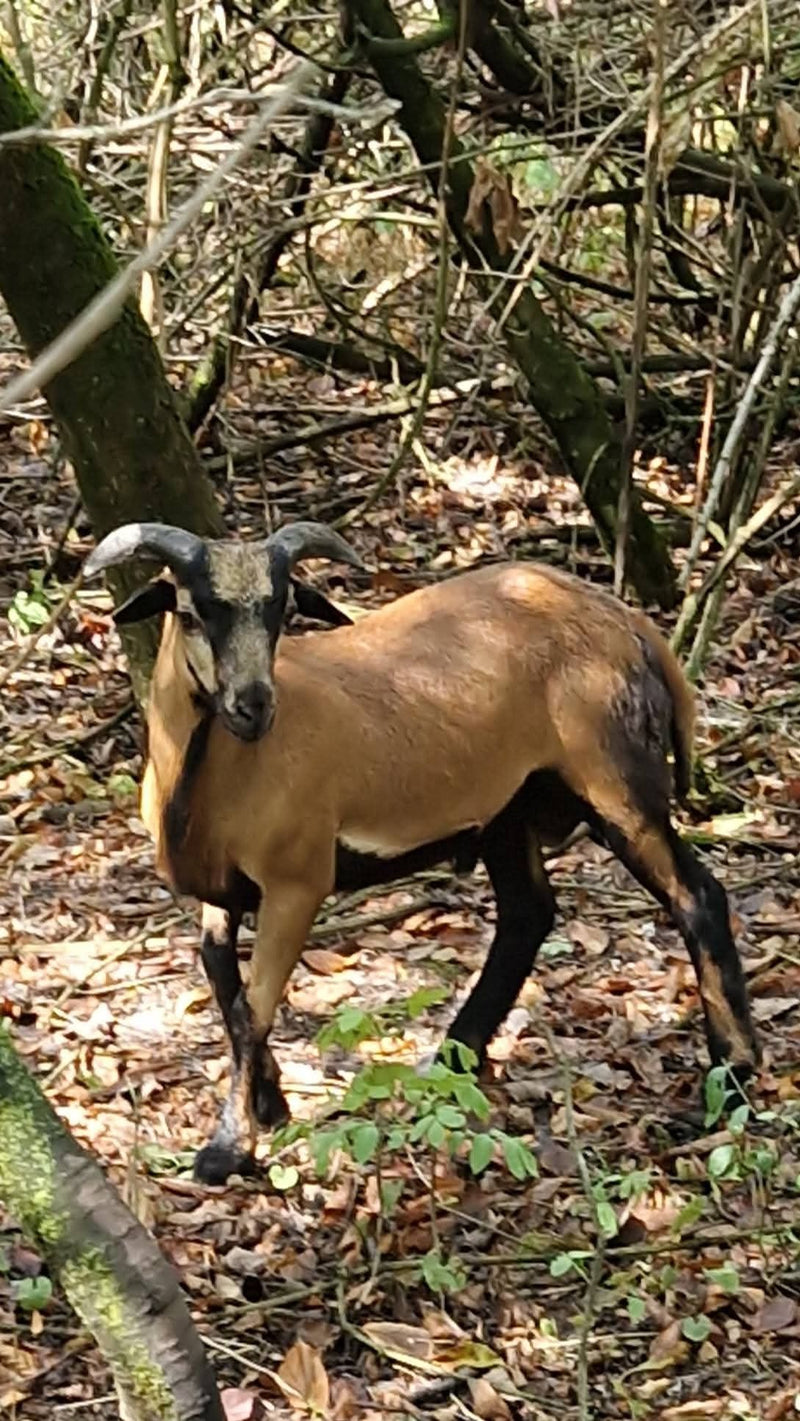 binnenlandse schapen — foto 1 van 19
