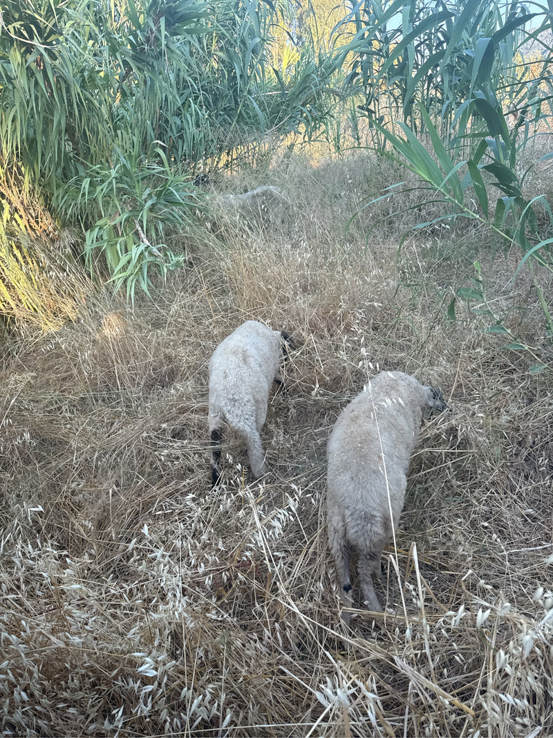 binnenlandse schapen — foto 4 van 19