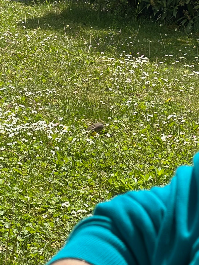 Een huismus zit in het hoge gras van een weide tussen talrijke madeliefjes. De vogel is van grotere afstand fotografeerd en oogt vrij klein.