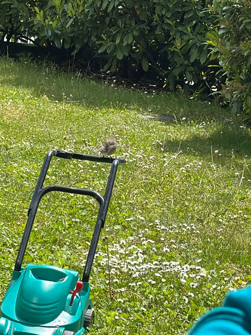 Een huismus zit op de beugel van een grasmaaier in een tuin. Op de achtergrond is een groen grasveld en struiken te zien.