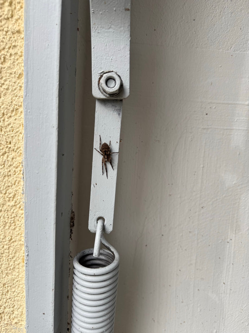 Huisspin — Bild 1