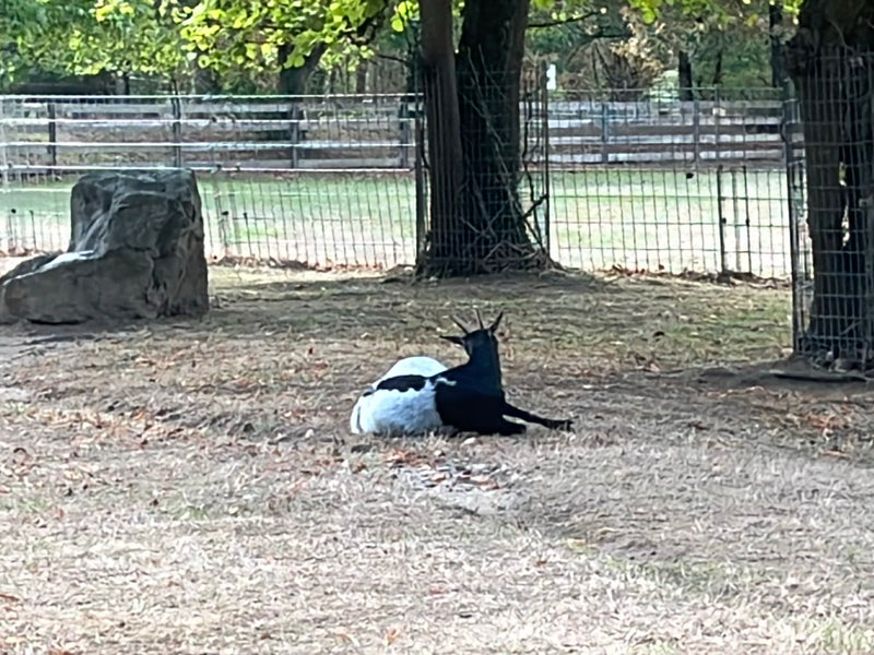 binnenlandse geit — foto 1 van 3