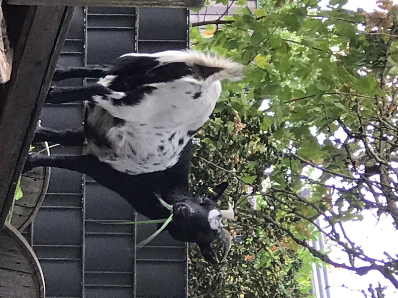 binnenlandse geit — foto 2 van 3