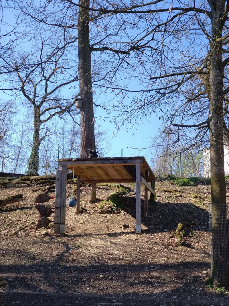 binnenlandse geit — Bild 2