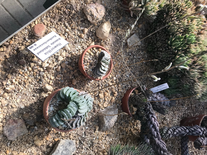 Haworthia — foto 1 van 1