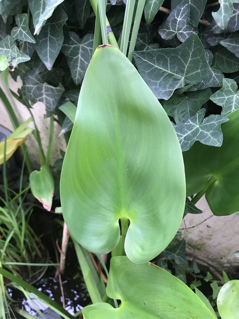 Hechtkraut — foto 1 van 3