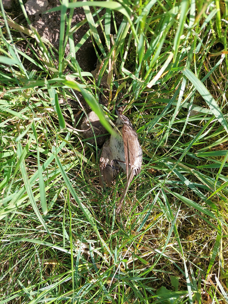 Dunnock — Bild 1