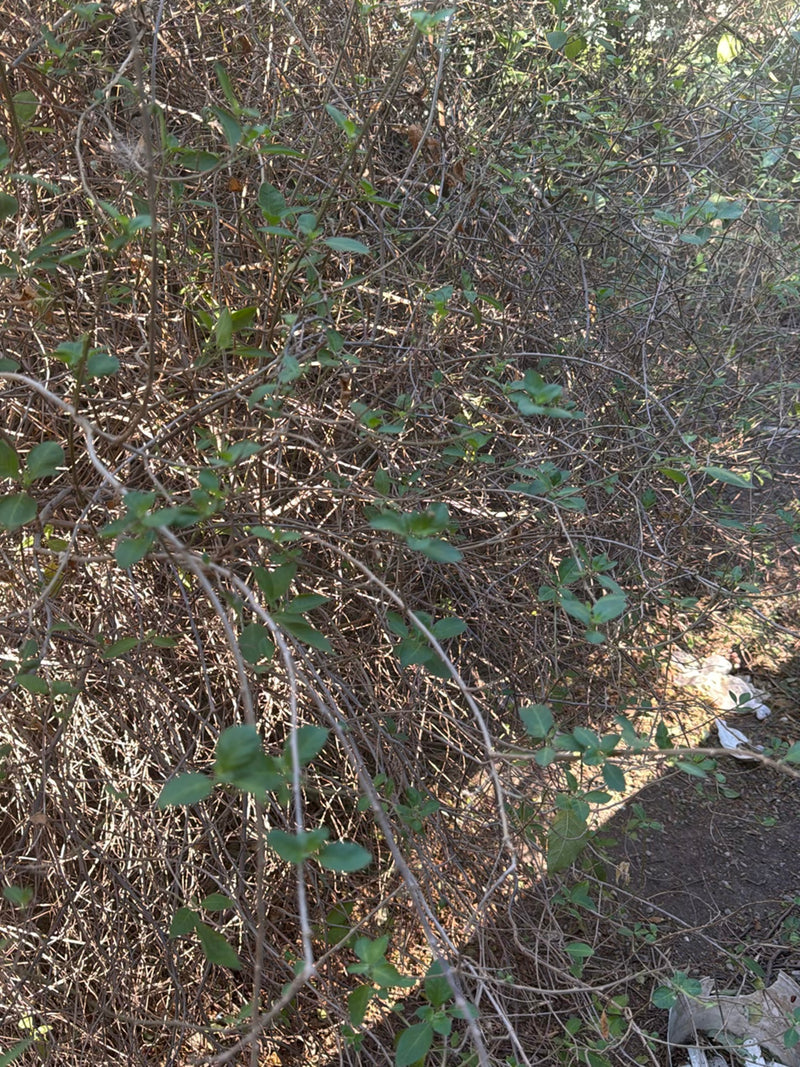 Kamperfoelie — Bild 2