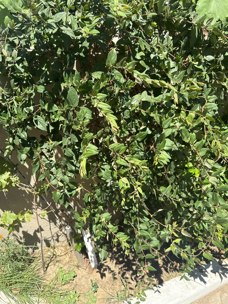 De afbeelding toont een dichte struik van de Chinese kamperfoelie met talrijke kleine, groene bladeren aan dunne takjes. De plant groeit voor een muur.