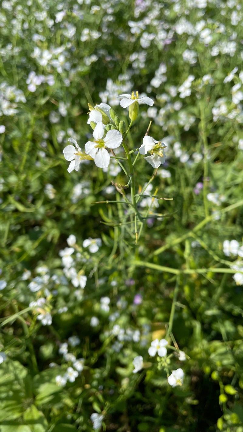 Een bloeiende knopherik met viertallige witte bloemen op de voorgrond van een dichtbegroeid veld.