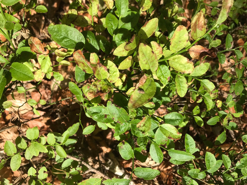 Te zien zijn de groene bladeren en takken van een bosbes vanuit een bovenaanzicht. De plant groeit op een bosbodem met droge bladeren.