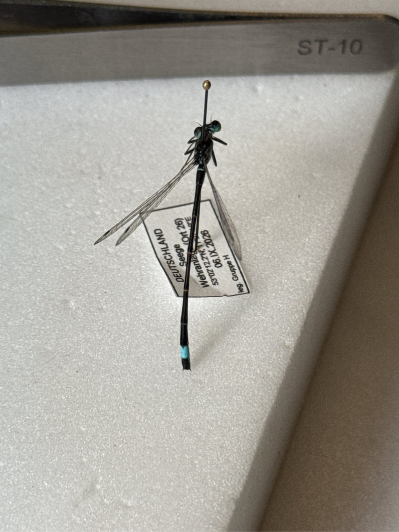 Heli-Azurjungfer — Bild 2