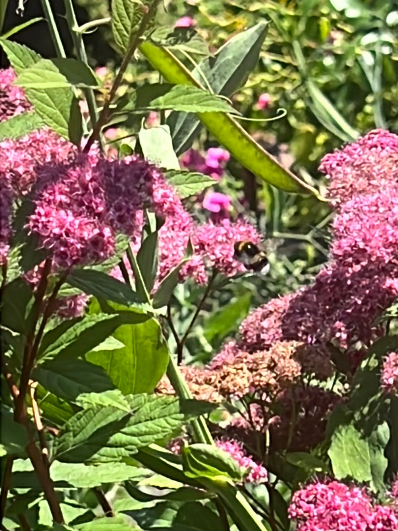 Een aardhommel vliegt tegen het licht in tussen dichte roze bloemklusters en groene bladeren.