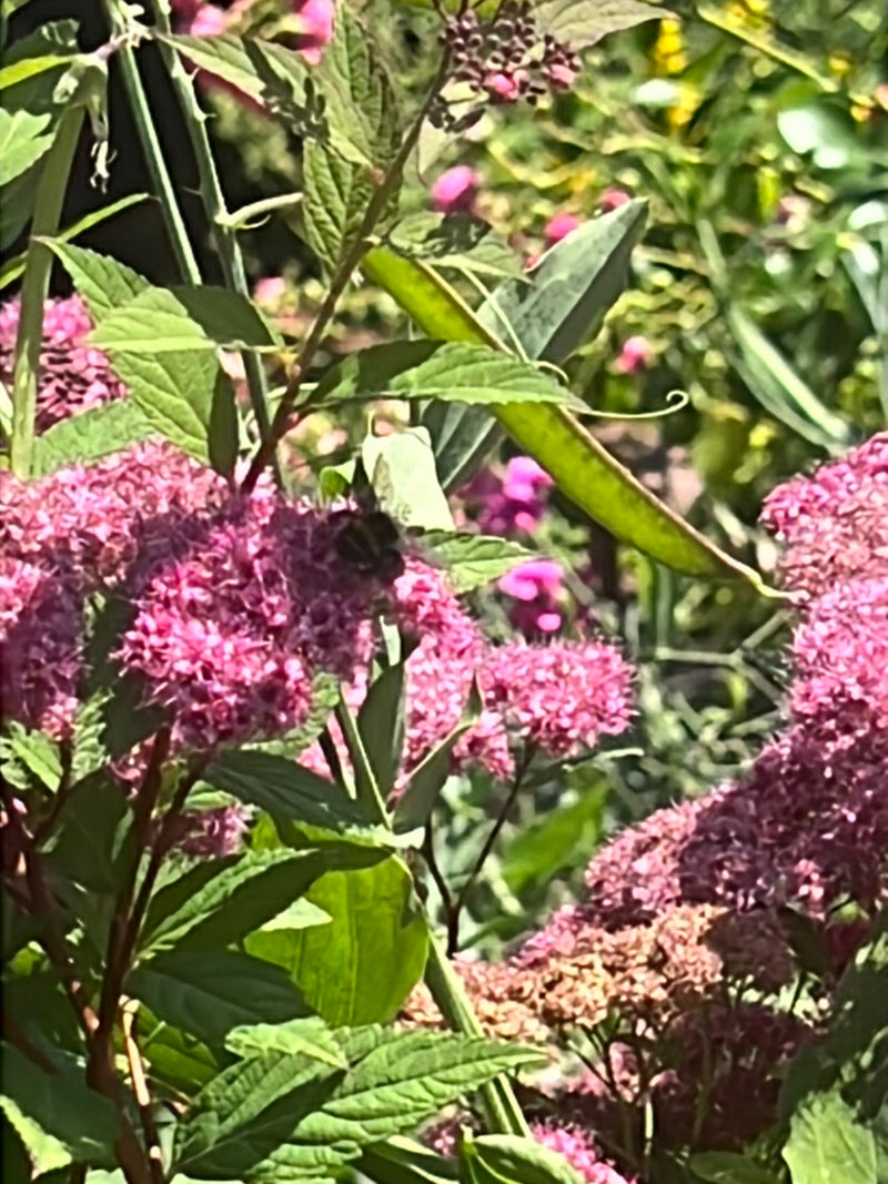 Een hommel zit op roze bloemtrossen van een tuinplant. Het insect is veraf en nauwelijks zichtbaar.