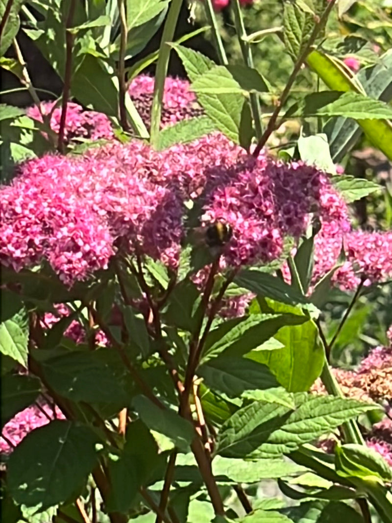Een aardhommel zit op de roze bloemen van een tuinplant. Hij is daar aan het foerageren.