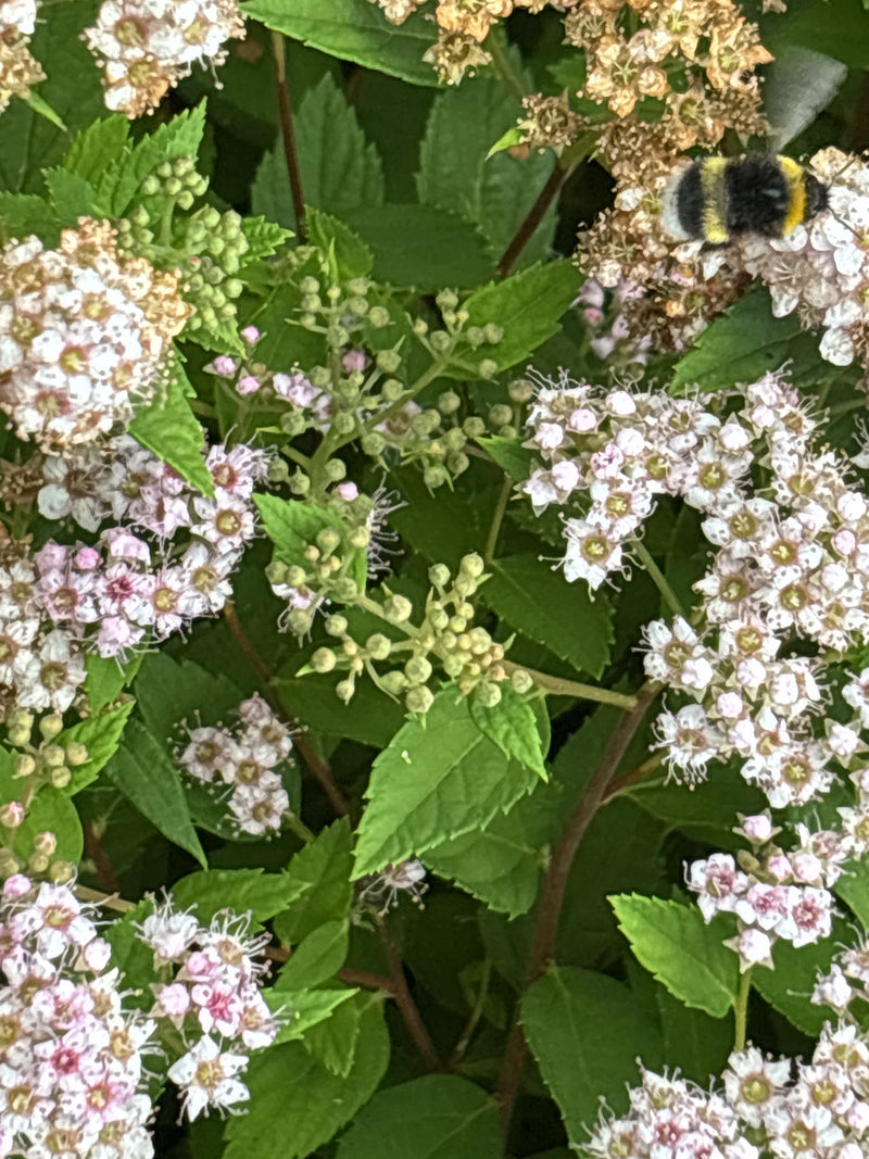 Een aardhommel zit op de lichte bloesems van een struik en verzamelt nectar.