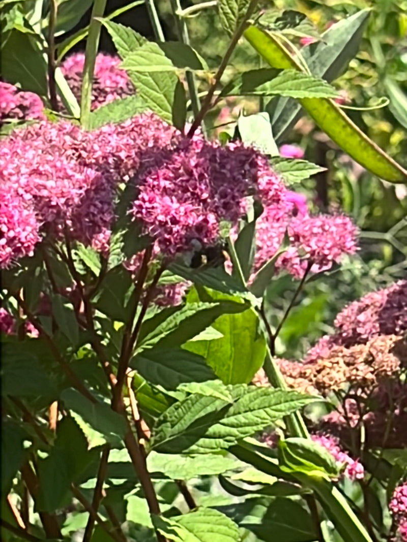Een aardhommel zit op de roze bloemen van een plant. Het insect is slechts vaag te zien te midden van het dichte bladerdak en de bloesems.