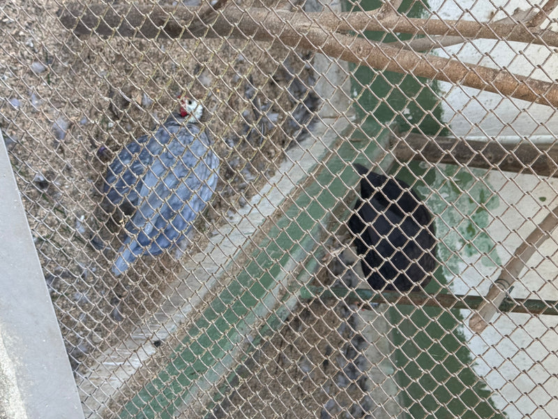 Twee vogels, waaronder een helmparelhoen, staan op een zanderige ondergrond in een verblijf. De foto is van bovenaf genomen door een gaashekwerk.