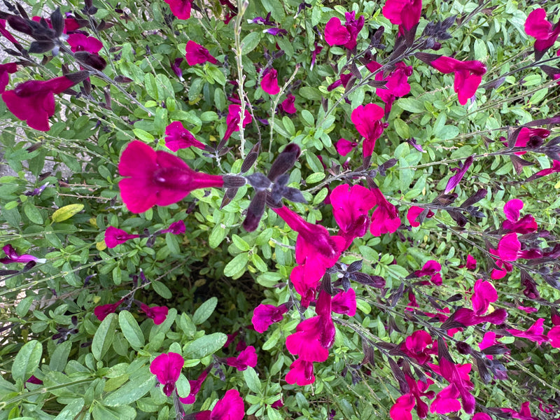 Een dichtgroeiende herfstsalie met talrijke fel magentakleurige bloemen van bovenaf gezien.