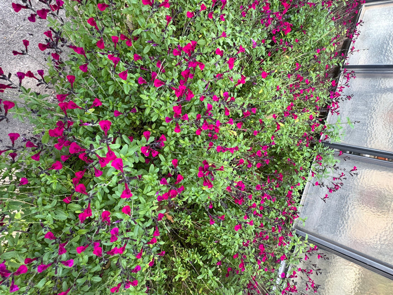 Een dichtbegroeide struik van de herfstsalie met talrijke heldere magentakleurige bloemen en kleine groene bladeren.