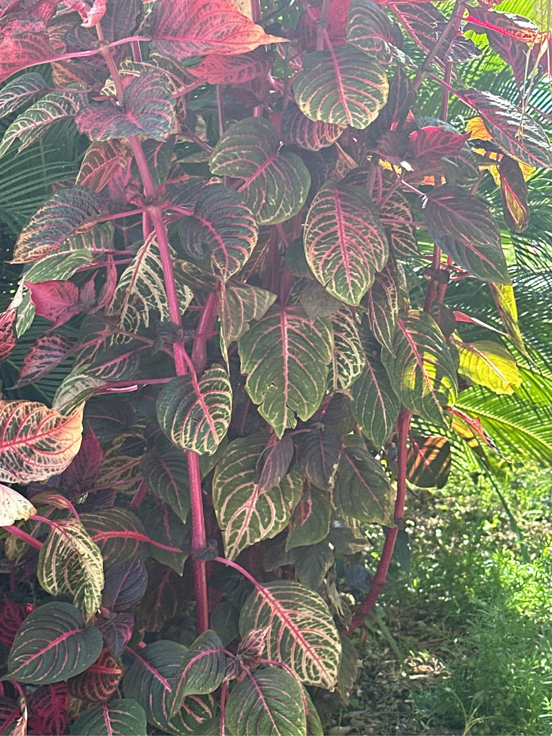Herbsts Iresine — foto 1 van 2