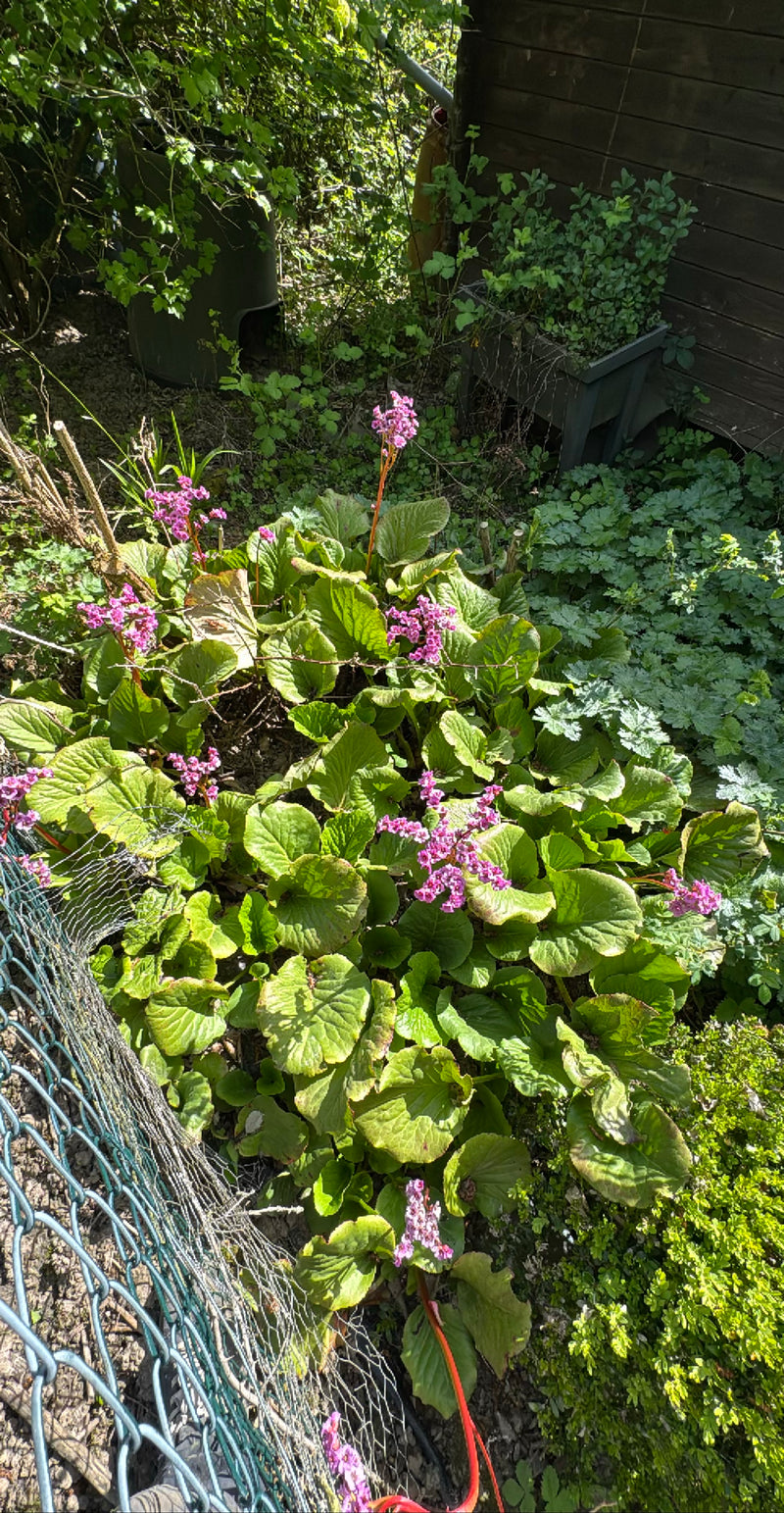 Hartbladige bergenia — Bild 4