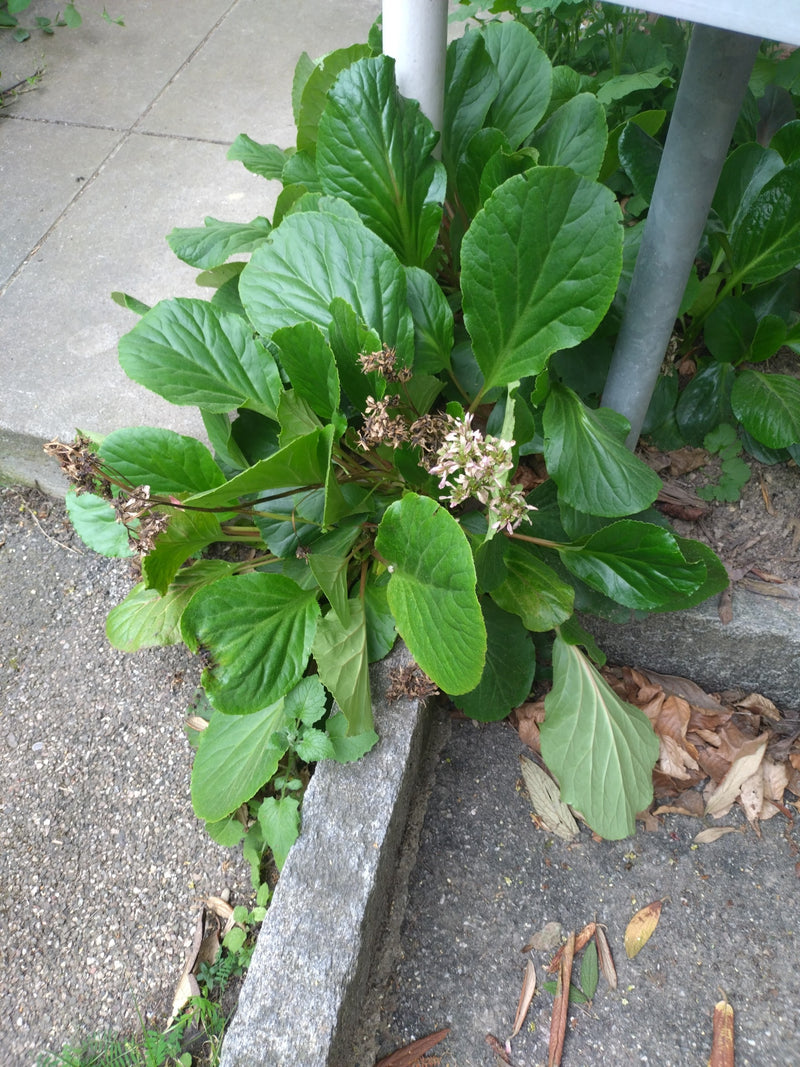 Hartbladige bergenia — Bild 2