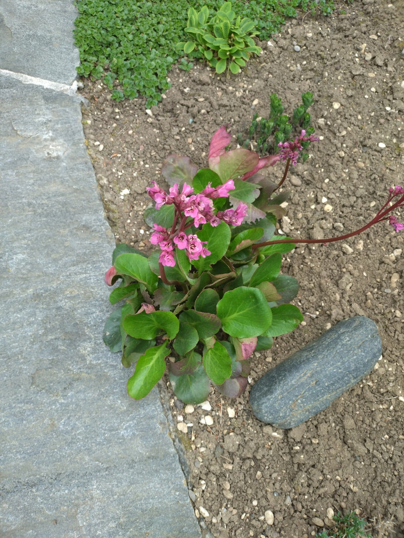 Hartbladige bergenia — Bild 1
