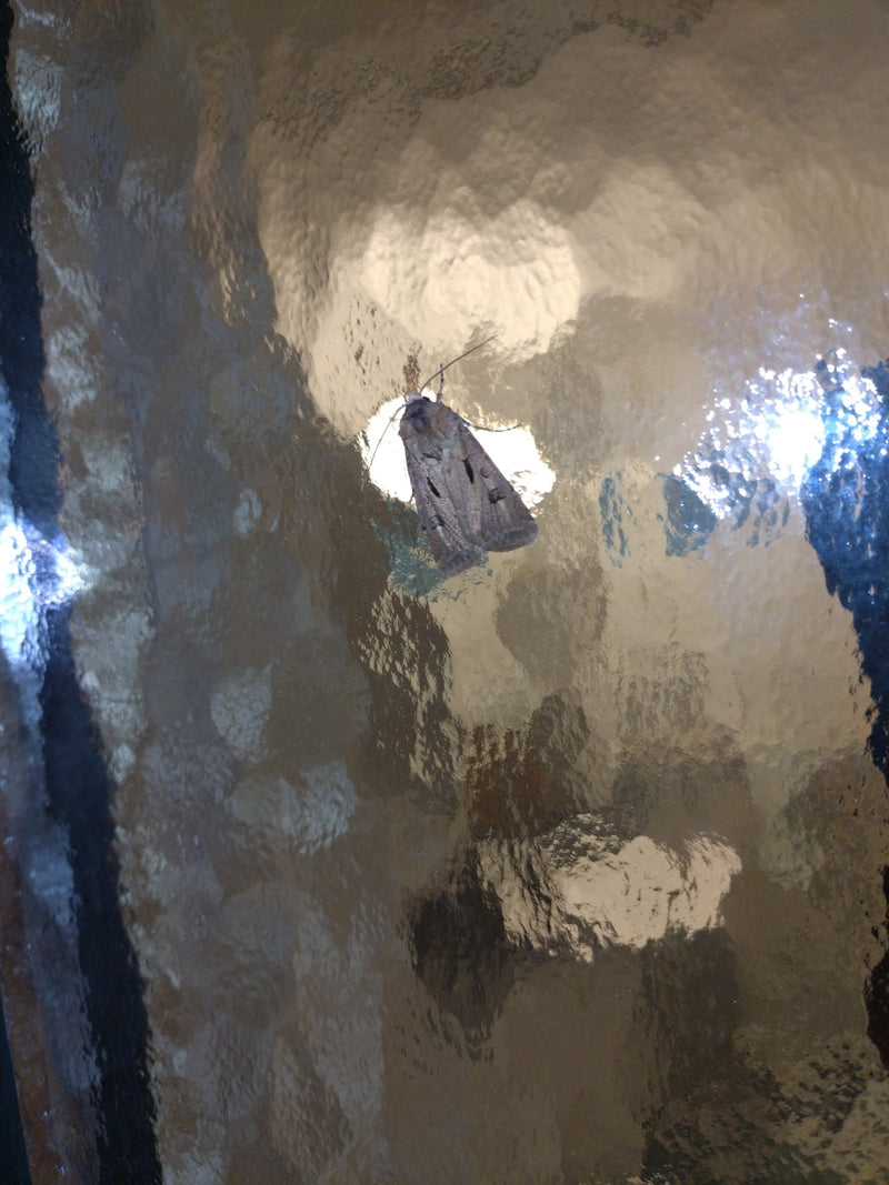 Lieve Uil — Bild 1
