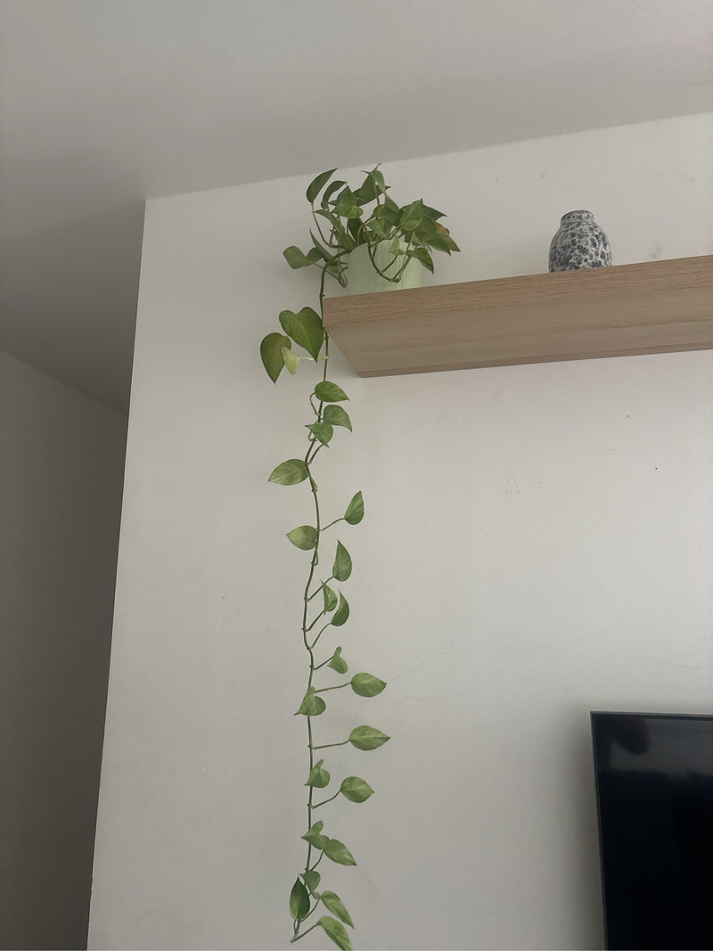 Hartblad philodendron — foto 5 van 14