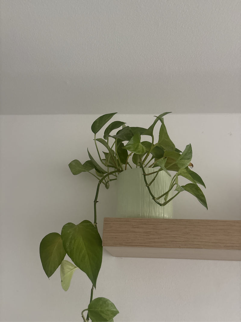 Hartblad philodendron — foto 4 van 14