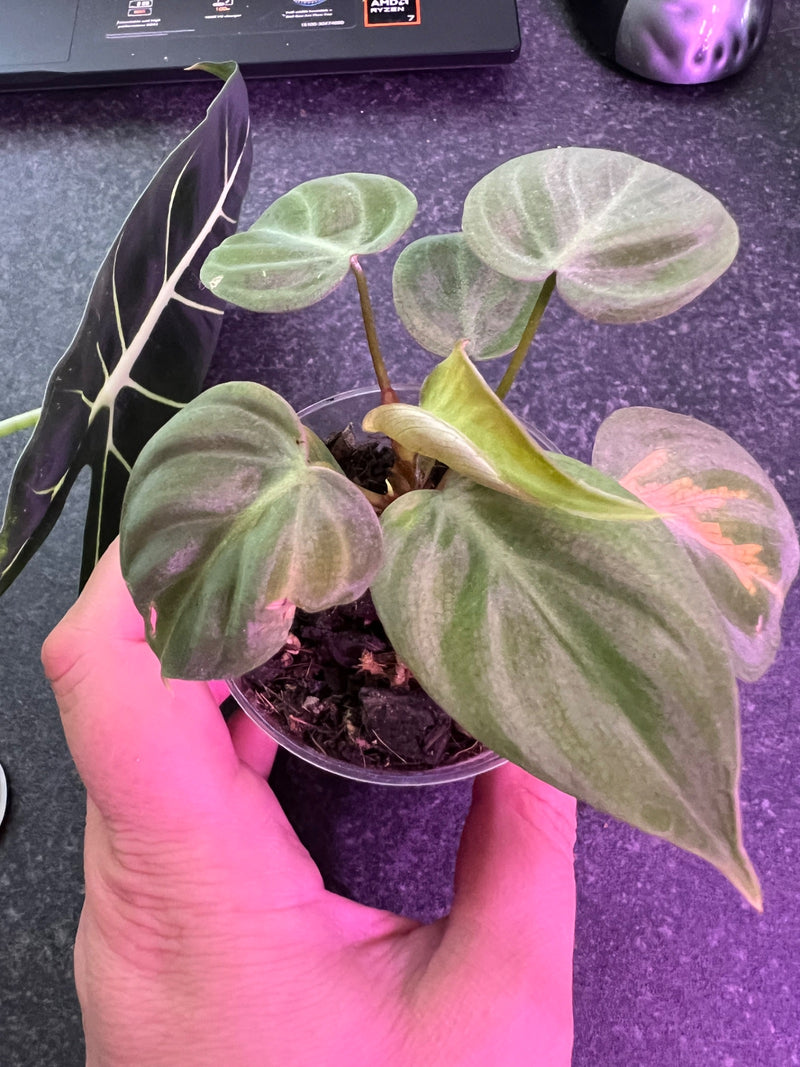 Hartblad philodendron — foto 2 van 14