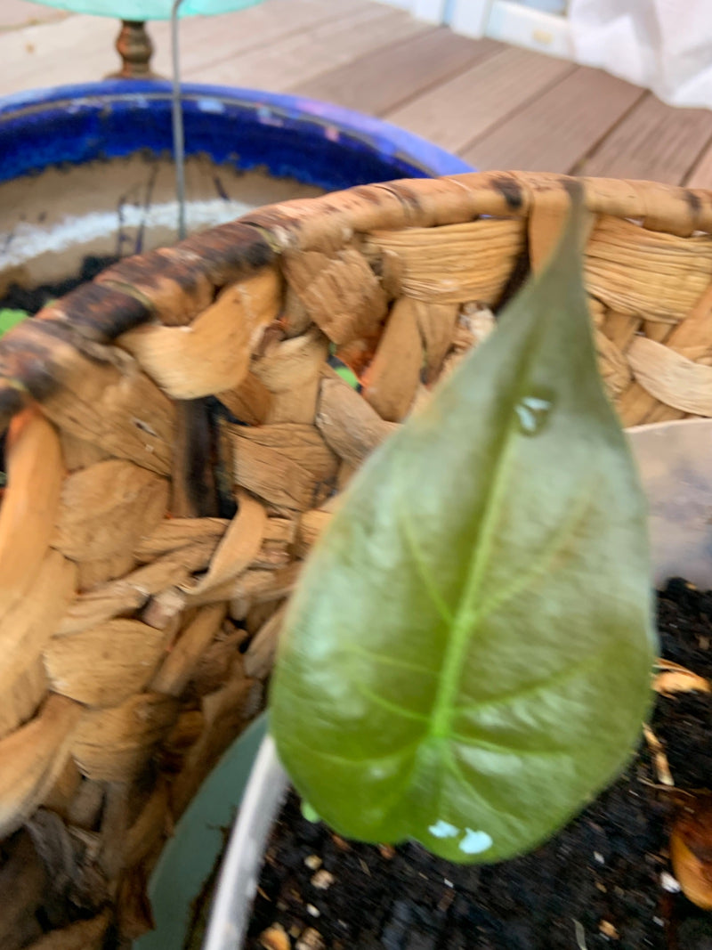 Hartblad philodendron — foto 3 van 14