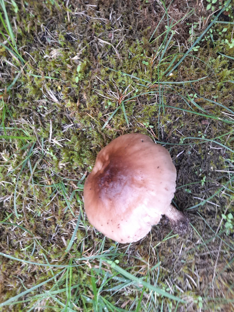 Te zien is de hoed van een bruine paddenstoel van bovenaf, groeiend op mosachtige grond met gras. De paddenstoel is duidelijk zichtbaar in zijn natuurlijke o...