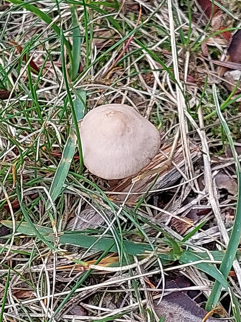 Bovenaanzicht van de hoed van een gazonvlekplaat die tussen gras en droge plantenresten groeit.