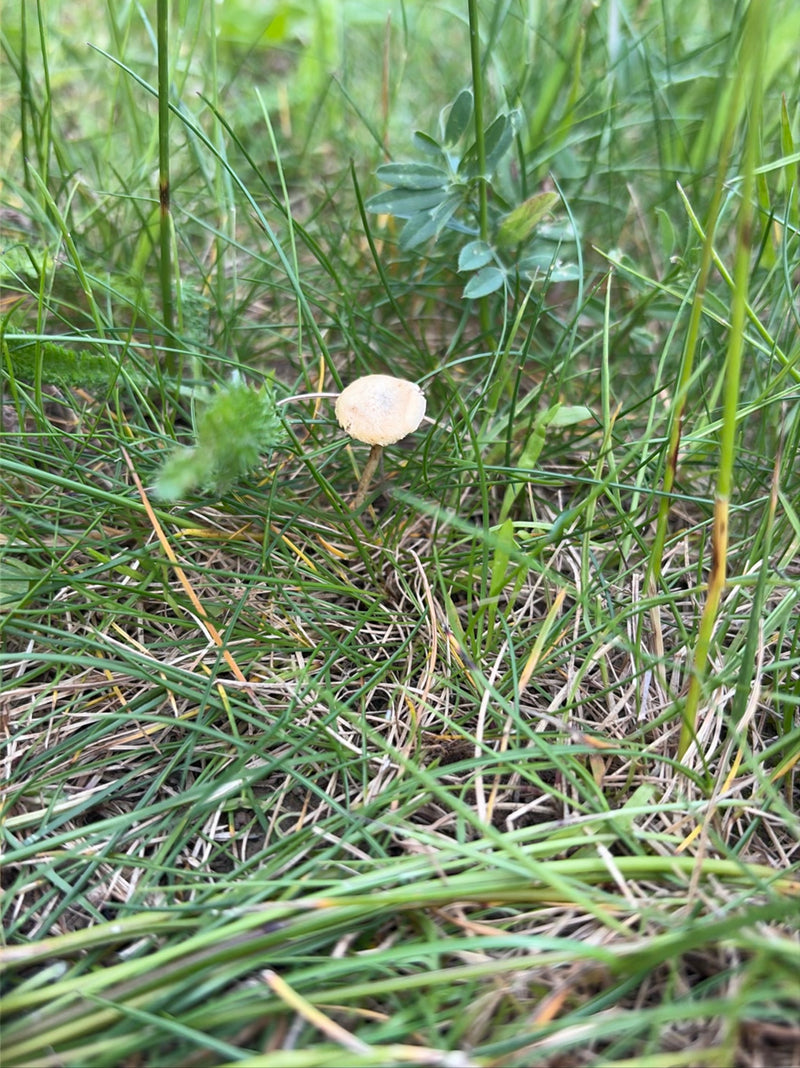 Een kleine heemraad groeit alleen te midden van groen gras in een weiland. De paddenstoel heeft een lichte, bolle hoed en een dun steel.