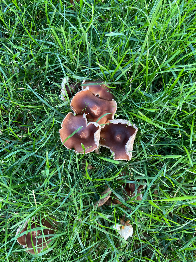 Verschillende bruine paddenstoelen met golvende hoeden groeien te midden van groen gras. De foto toont de paddenstoelen van bovenaf.
