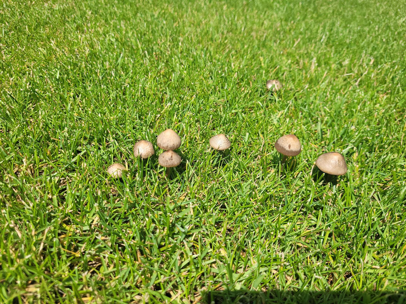 Verschillende kleine paddenstoelen met bruine hoedjes zijn verspreid over een weelderige groene wei. Het zijn grasklokjes in hun natuurlijke omgeving.