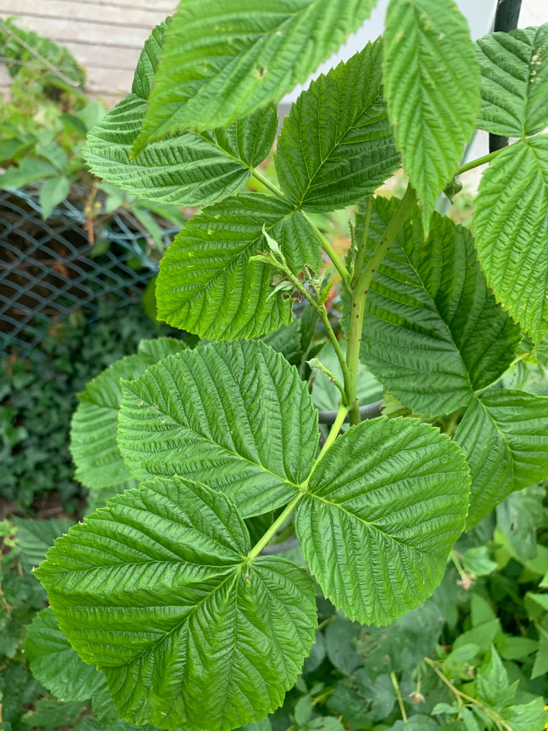 Te zien is een frambozenplant met karakteristiek geveerde, groene bladeren en stengels. De foto toont de plant in een natuurlijke omgeving.