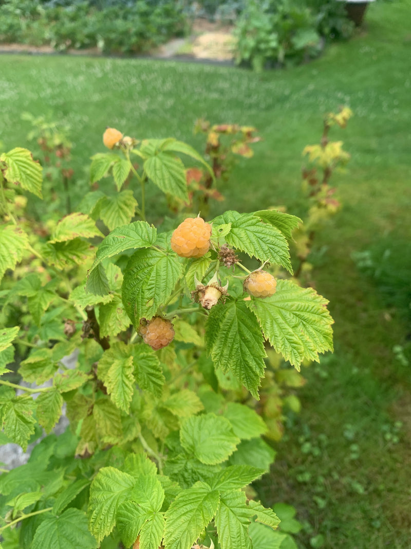 De afbeelding toont een frambozenstruik met gele vruchten en groene bladeren. Hij groeit in een tuin voor een gazon.