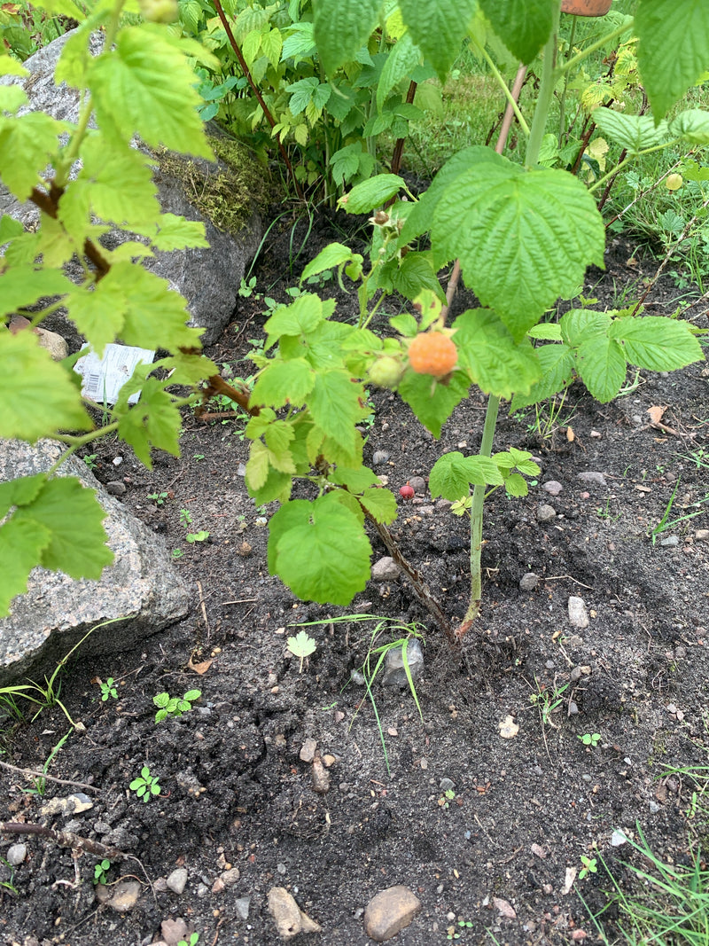 Een jonge frambozenplant met groene bladeren en een geel-oranje rijpende bes is te zien. Hij groeit in een tuingen op zandgrond naast stenen.